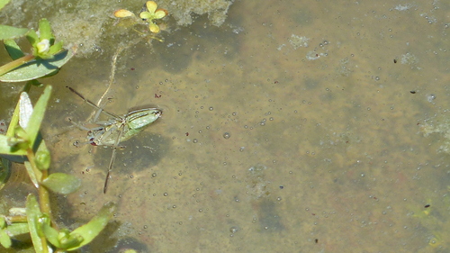 iNaturalist observation photo of Milky Backswimmers