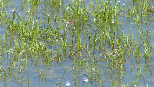 iNaturalist observation photo of Variegated Meadowhawk