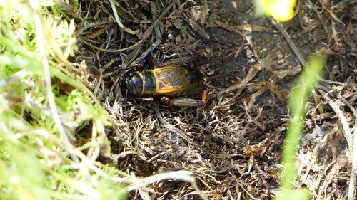 iNaturalist observation photo of Crickets