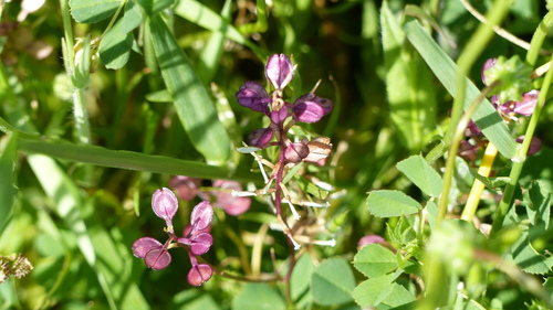 iNaturalist observation photo of Shining Pepperweed