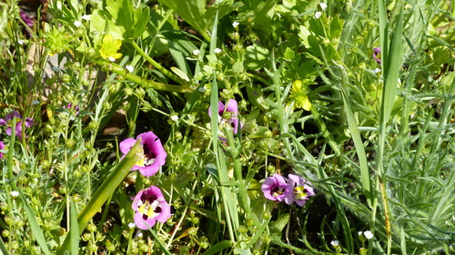 iNaturalist observation photo of tricolor monkeyflower