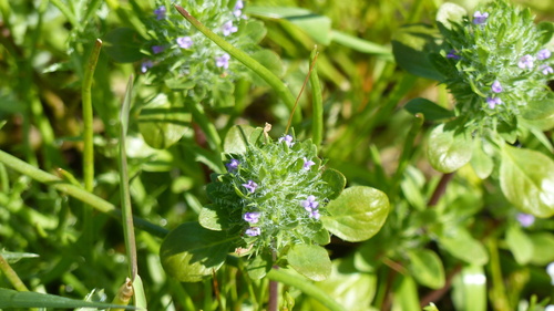 iNaturalist observation photo of Sacramento beardstyle