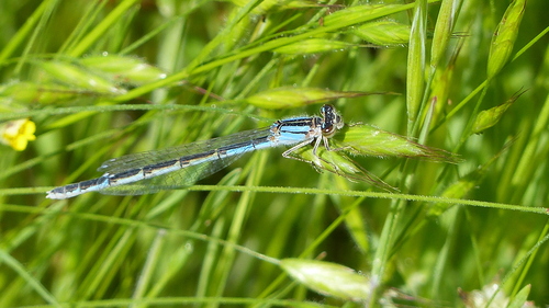 iNaturalist observation photo of Bluets