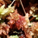Sphagnum magnae - Photo (c) Levi smith, some rights reserved (CC BY-NC), uploaded by Levi smith
