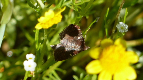 iNaturalist observation photo of Gem Moth