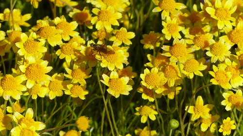 iNaturalist observation photo of Golden Dung Fly