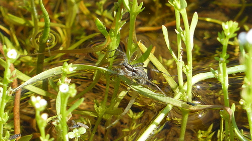 iNaturalist observation photo of Thin-legged Wolf Spiders