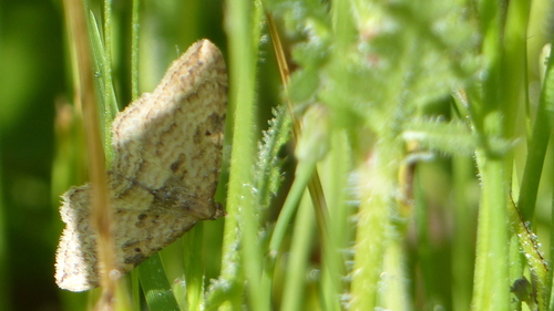 iNaturalist observation photo of Gem Moth