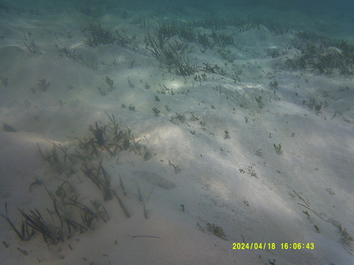 Image of Thalassia testudinum by (c) Lythronax246, some rights reserved (CC BY)