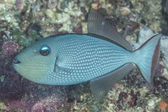 Xanthichthys auromarginatus