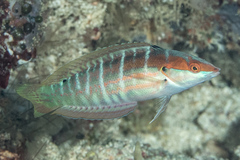 Coris dorsomacula