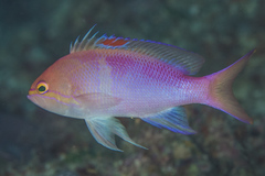 Pseudanthias engelhardorum