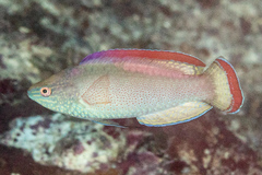 Pink-Margin Wrasse photo 3