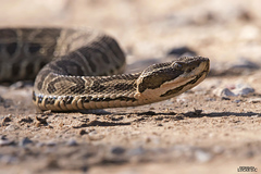 Bothrops alternatus