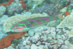 Thalassoma quinquevittatum