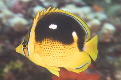 Chaetodon quadrimaculatus