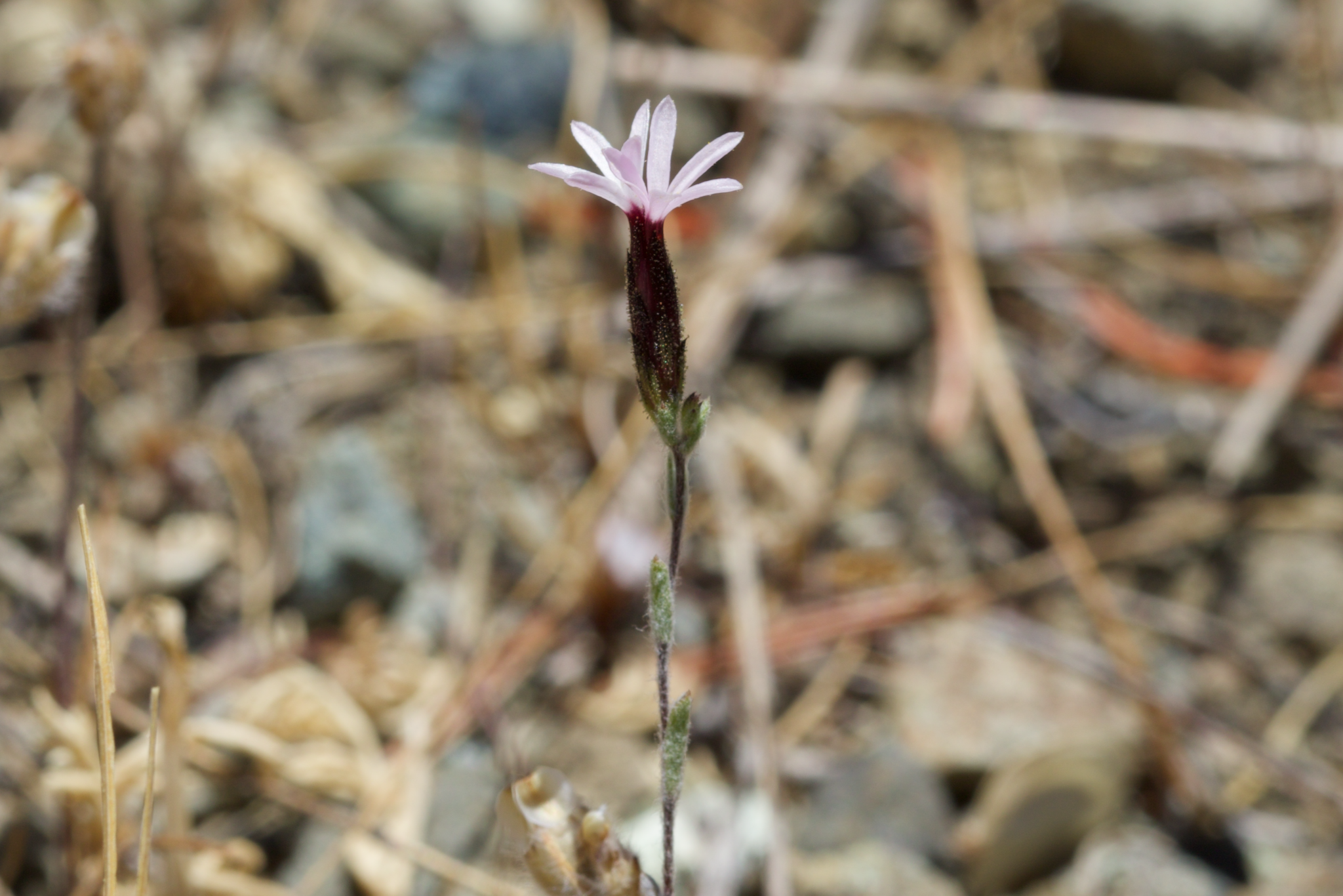 Image of Lessingia micradenia by (c) Arvel Hernandez, some rights reserved (CC BY)