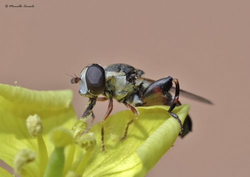 Thick-legged Hover Fly, photo 4 of 10