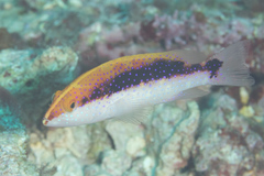 Variola louti