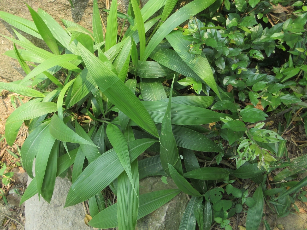Setaria palmifolia (Setaria palmifolia)