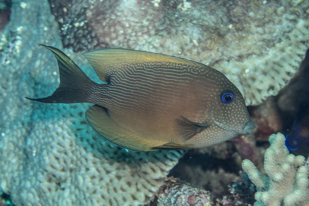 Twospot Surgeonfish