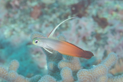 Fire Dartfish photo 3