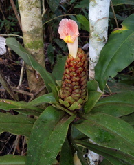 Costus guanaiensis
