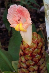 Costus guanaiensis
