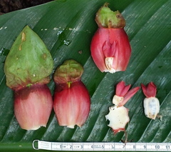 Costus guanaiensis