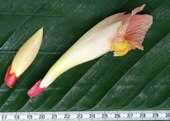 Costus guanaiensis