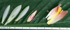 Costus guanaiensis