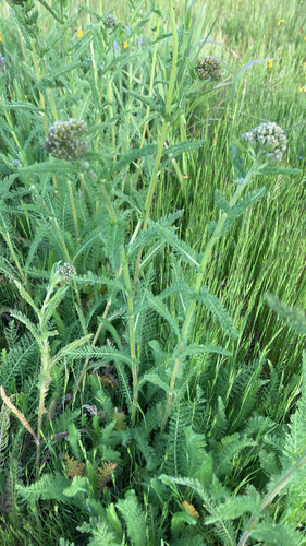 iNaturalist observation photo of common yarrow