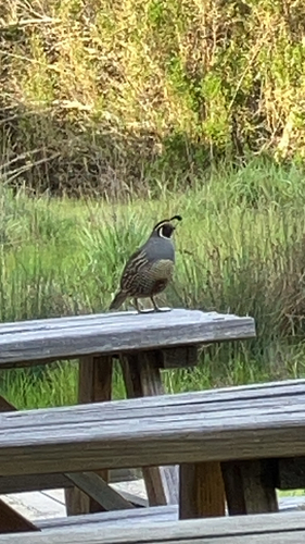 iNaturalist observation photo of California Quail