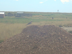 Vanellus resplendens