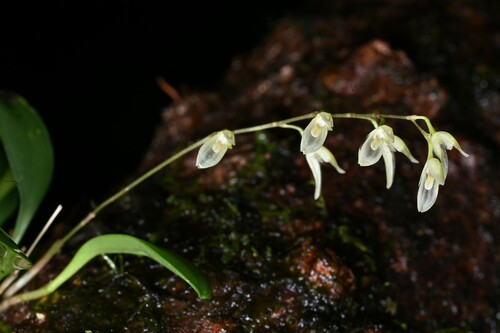 Specklinia grobyi (Bateman ex Lindl.) F.Barros