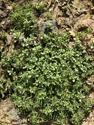 iNaturalist observation photo of thyme-leaved pogogyne
