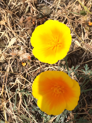 Eschscholzia californica maritima