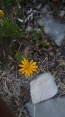 Chrysactinia mexicana