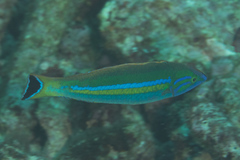 Pseudojuloides splendens