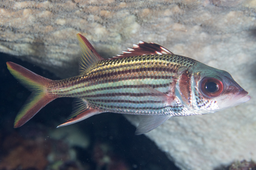 Spotfin Squirrelfish