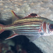 Spotfin Squirrelfish - Photo (c) Mark Rosenstein, some rights reserved (CC BY-NC-SA), uploaded by Mark Rosenstein
