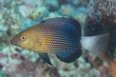 Bodianus loxozonus