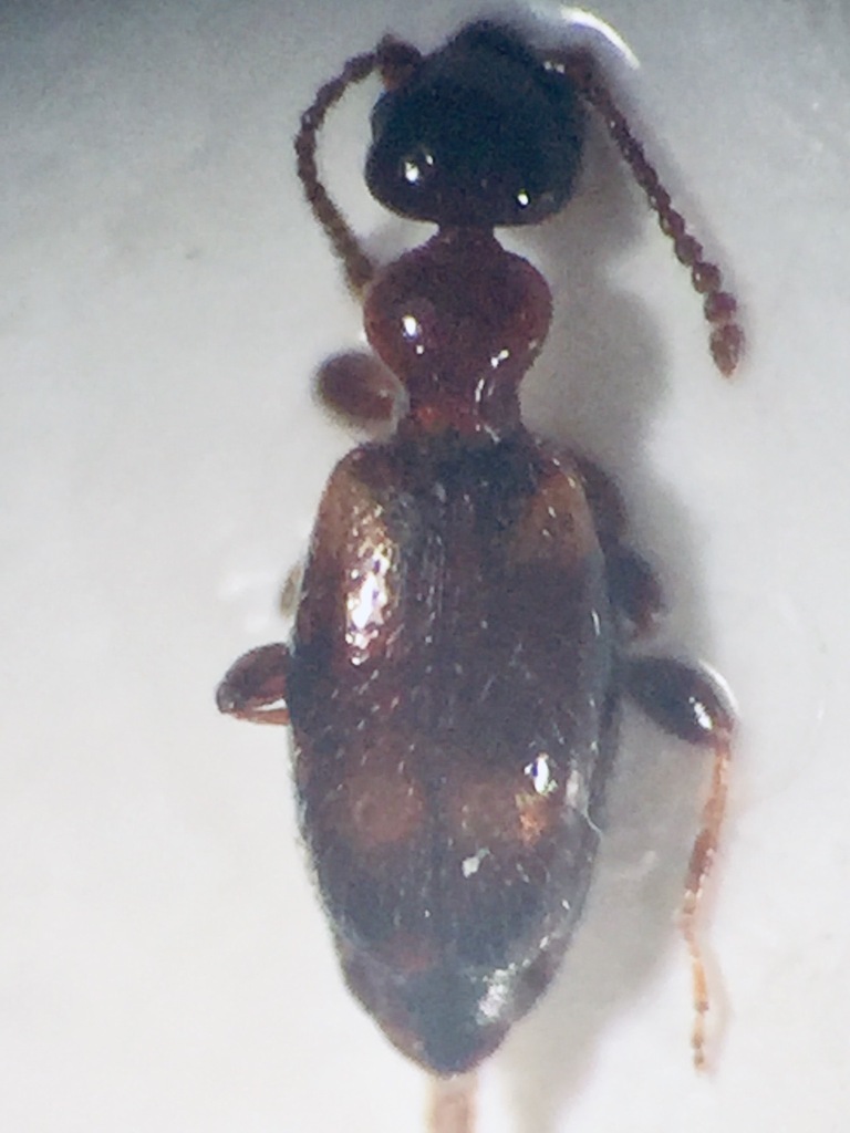 Pseudocyclodinus minor