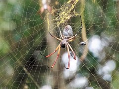 Trichonephila sexpunctata
