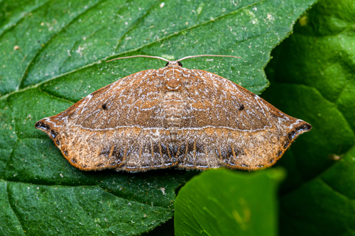 Mimozethes lilacinaria