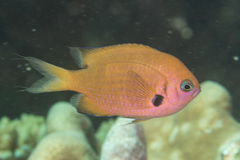 Pycnochromis pacifica
