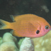 Pacific Bronze Chromis - Photo (c) Mark Rosenstein, some rights reserved (CC BY-NC-SA), uploaded by Mark Rosenstein