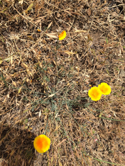 Eschscholzia californica maritima
