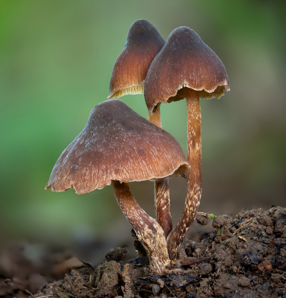 Psilocybe moseri · April 2024 · photo: © alan_rockefeller (iNaturalist, cc-by-sa)