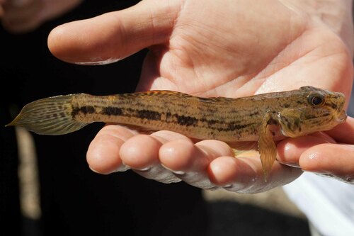 Celebes flathead goby (Glossogobius celebius) — Gobiidae — 2